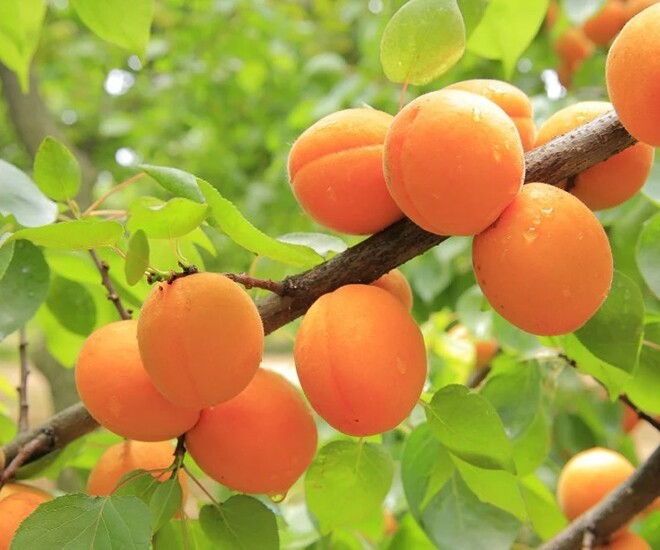 Mỗi độ cuối xuân đầu hè, những cánh rừng và sườn núi vùng Tây Bắc lại bước vào mùa mơ chín. Ảnh: Phụ nữ & Pháp luật