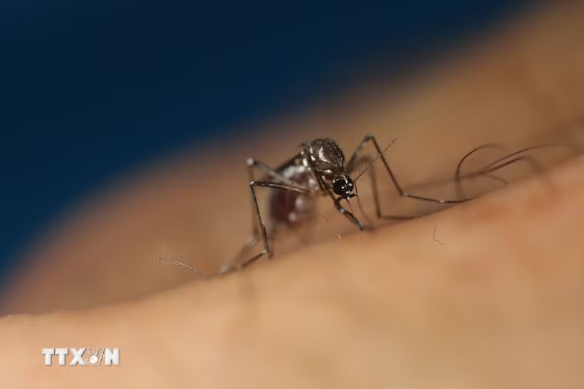 Virus Tây sông Nile chủ yếu lây qua muỗi đã hút máu chim nhiễm bệnh. (Ảnh: Tân hoa xã/TTXVN)