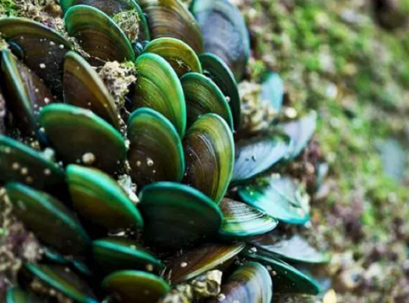 Dầu vẹm xanh giúp phòng ngừa thoát vị đĩa đệm đa tầng hiệu quả