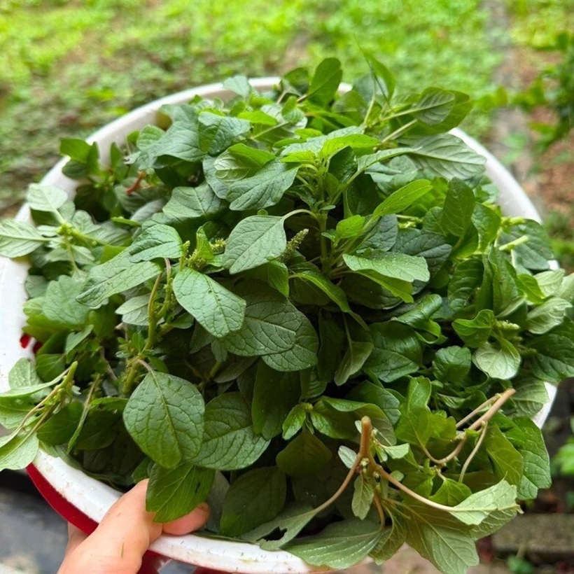 Rau dền chứa nhiều chất chống oxy hóa tự nhiên cùng hàm lượng vitamin C đáng kể. Ảnh: Thời báo Văn học Nghệ thuật