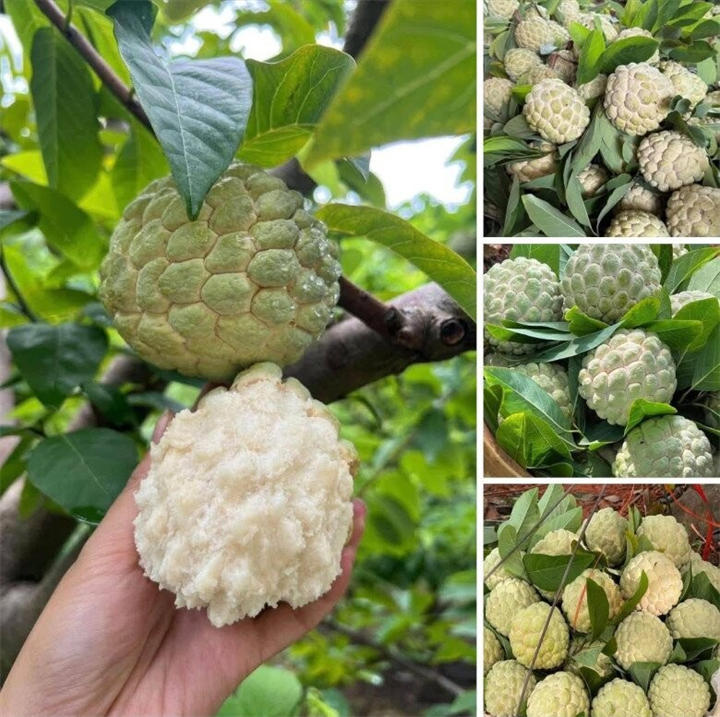 Nhắc đến đặc sản Lạng Sơn, na núi đá Chi Lăng luôn là cái tên khiến nhiều người tò mò bởi thức quả này được gieo trồng trên những sườn núi đá cao. Ảnh: Phụ nữ & Pháp luật