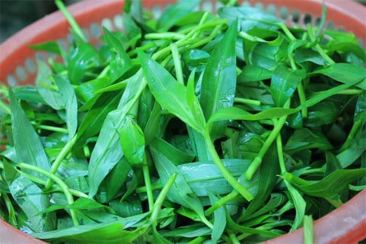 Cây thài lài dễ sống, thời gian từ khi trồng đến lúc bắt đầu thu hái khá ngắn. Ảnh: Dân Việt