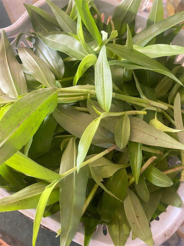 Rau thài lài mọc đầy bờ mương, ruộng vườn, nhiều nhà còn nhổ bỏ. Ảnh: Thời báo Văn học Nghệ thuật
