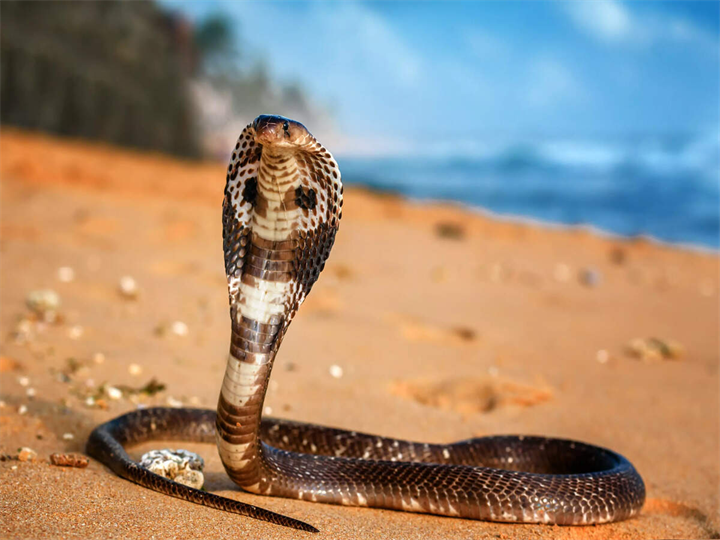 Ngủ cùng mẹ tại sân nhà ông bà ngoại ở Ấn Độ, 2 bé gái bị rắn cắn tử vong. Ảnh minh họa: Times of India