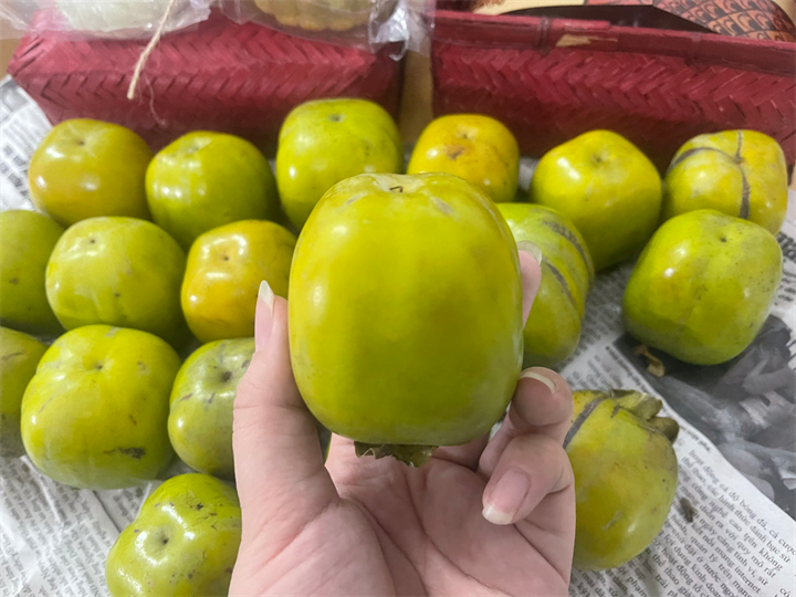 Cuối tháng 8, khi tiết trời bắt đầu dịu lại, những quả hồng da tre ở Thái Nguyên cũng bước vào mùa chín. Ảnh: VietNamnet