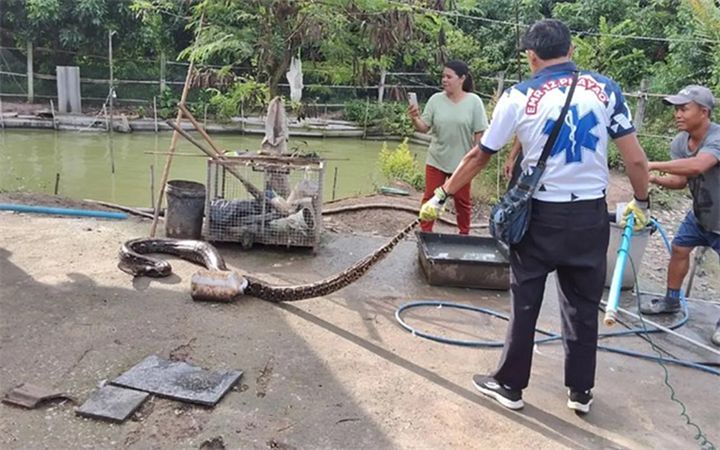 Con trăn khổng lồ được phát hiện dưới ao. Ảnh: Tnews