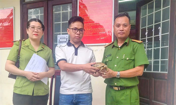 Các lực lượng chức năng tiếp nhận cá thể rùa núi vàng do công dân tự nguyện giao nộp. Ảnh: Tiền phong