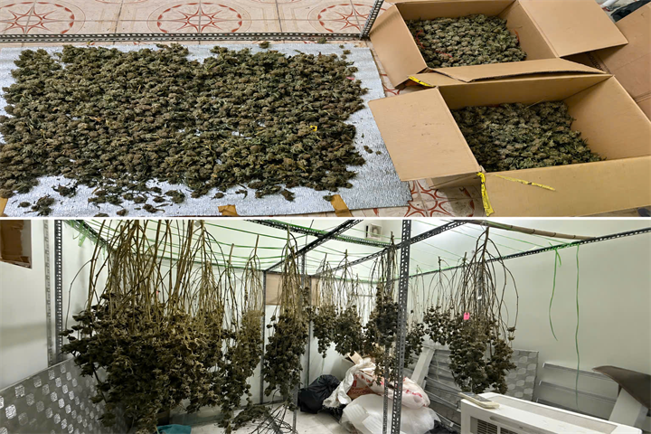 Các đối tượng thu hoạch, phơi sấy và đóng gói thành các bưu phẩm, thông qua hệ thống giao hàng chuyển đến tay những đối tượng có nhu cầu sử dụng. Ảnh: Công an tỉnh Hưng Yên
