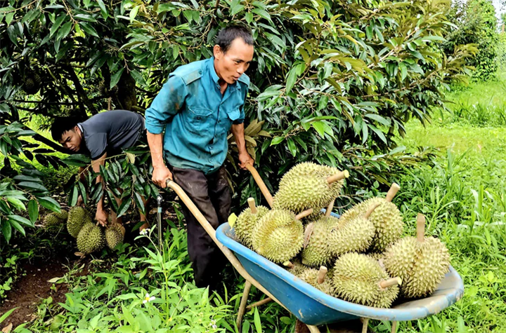 Nhà vườn thu hoạch sầu riêng - Ảnh: NGUYỄN TRÍ