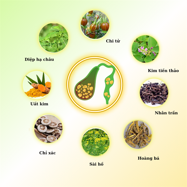 8 thảo dược hỗ trợ bài sỏi mật.