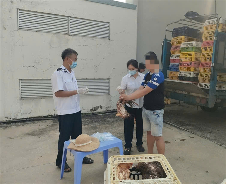 Tổ công tác phát hiện lô gà lớn không kiểm dịch. Ảnh: KL