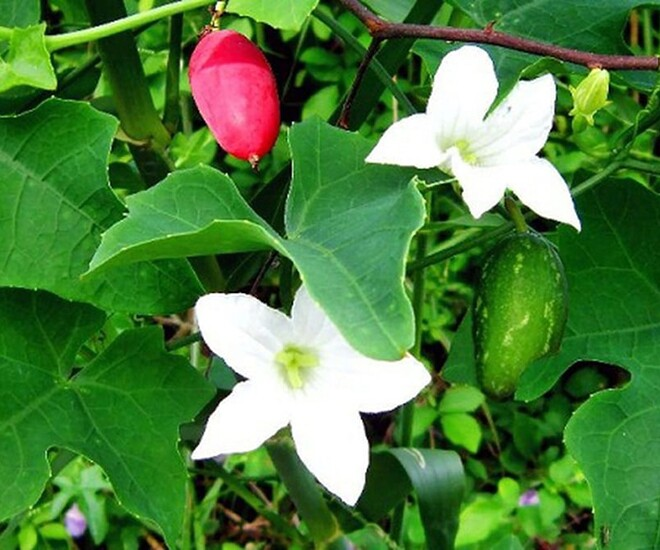 Từng là loài cây mọc hoang nơi bờ rào, mé mương hay góc vườn miền Tây, quả bình bát dây nay đã trở thành món ăn được nhiều người tò mò tìm mua. Ảnh: Tri thức & Cuộc sống