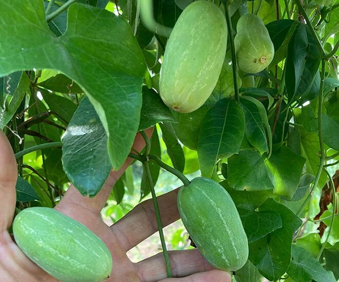 Ngoài quả non, phần ngọn và lá non của bình bát dây cũng thường được người dân tận dụng hái về nấu canh tôm, thịt. Ảnh: Thời báo Văn học Nghệ thuật
