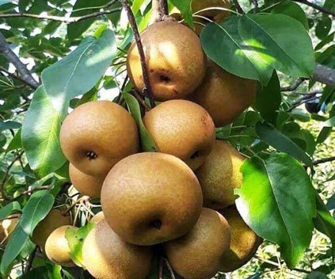 Lê nâu, hay còn được biết đến với tên gọi là mắc cọp, là một thức quà đặc sản nức tiếng của vùng cao Tây Bắc. Ảnh: Phụ nữ & Pháp luật