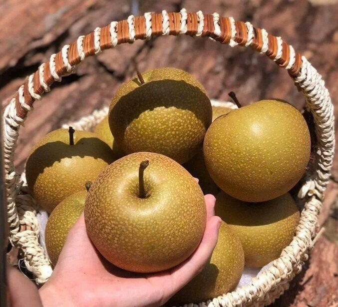 Có hình dáng khá tương đồng với các giống lê thông thường, nhưng lê nâu lại khoác lên mình lớp vỏ sẫm màu và sần nhẹ. Ảnh: Phụ nữ & Pháp luật