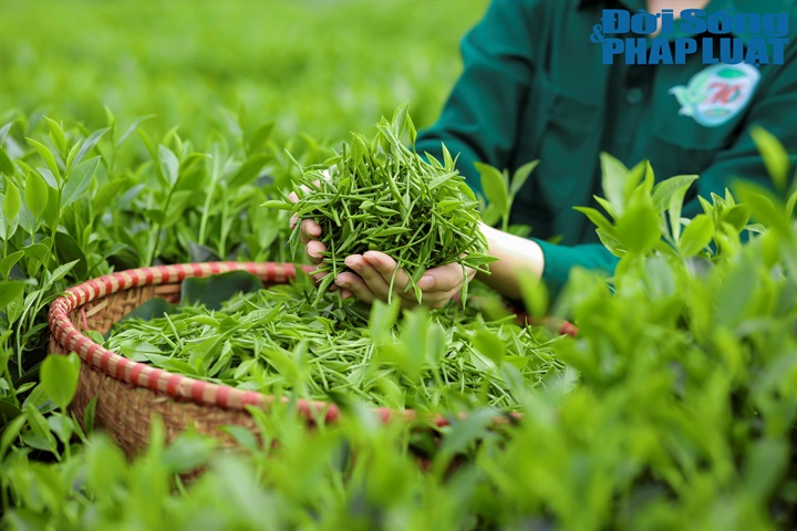Trong bối cảnh quy mô thị trường ngày càng lớn, yêu cầu về minh bạch đối với các sản phẩm nông nghiệp nói chung và sản phẩm chè nói riêng cũng ngày càng cao.