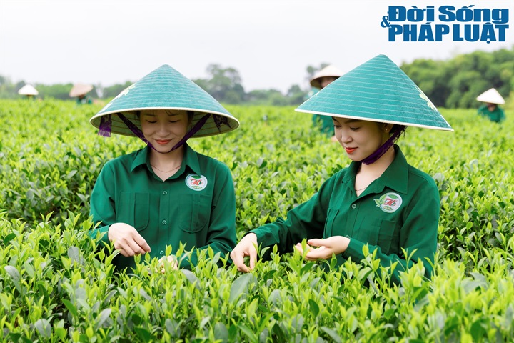 Hợp tác xã chè Hảo Đạt tạo động lực kinh tế cho vùng, giúp giải quyết vấn đề việc làm cho nhiều người dân trong khu vực.