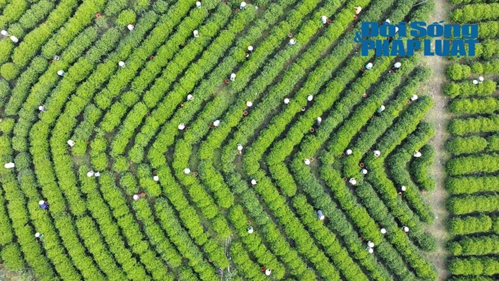 Vùng chè Tân Cương - một trong "Ngũ đại danh trà" của tỉnh Thái Nguyên.