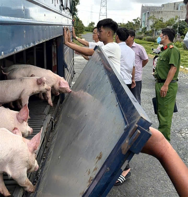 Phương tiện cùng số lợn được lực lượng chức năng phát hiện, kiểm tra . Ảnh: Vũ Duy/ Công an tỉnh An Giang