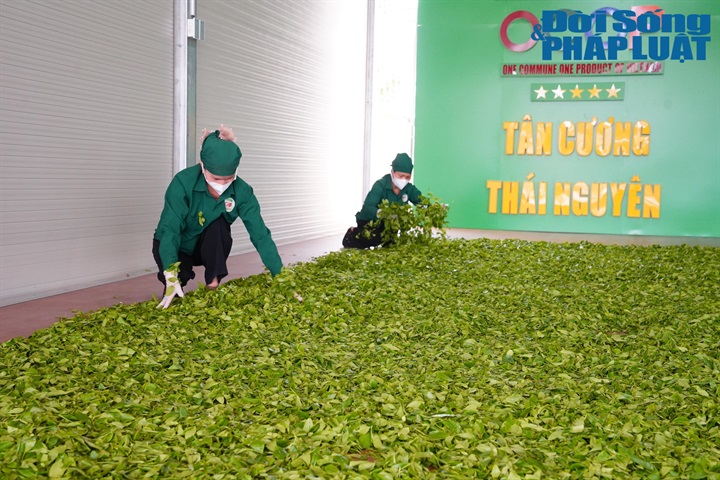 Người dân xã Tân Cương, Thái Nguyên chế biến sản phẩm chè