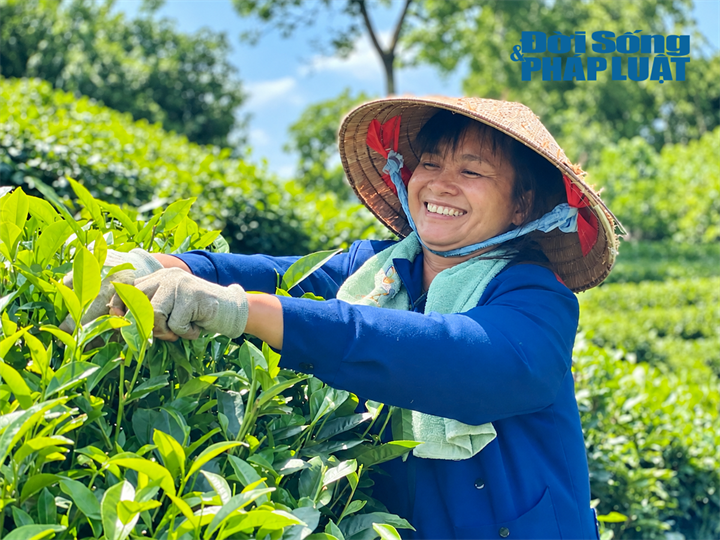 Không chỉ mang lại sinh kế cho hàng chục nghìn hộ dân, cây chè còn gắn với văn hóa, đời sống và hình ảnh của vùng đất trung du phía Bắc. Ảnh: Nguyễn Lâm