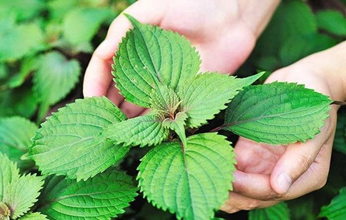 Tía tô có mùi thơm đặc trưng, phiến lá hình trứng hoặc gần tròn, mép có răng cưa, bề mặt hơi nhăn, phủ lông mịn và có màu xanh hoặc pha tím tùy giống. Ảnh: Sức khỏe & Đời sống