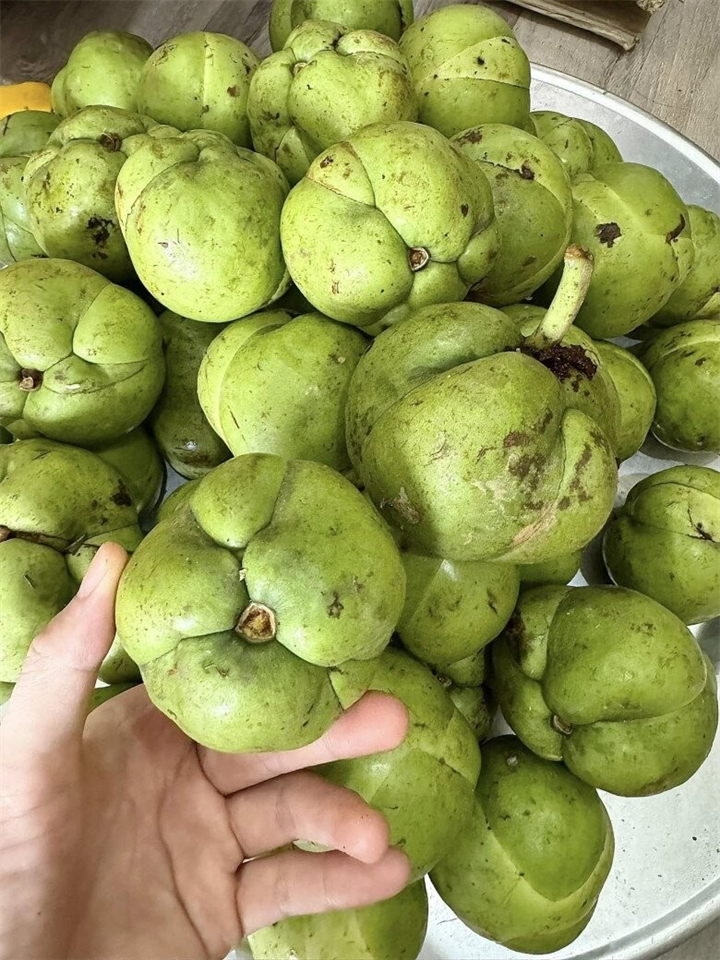 Quả sổ có vị chua thanh, thơm nhẹ, từng là thứ quả dân dã gắn với bữa cơm vùng núi. Ảnh: Tạp chí Việt Nam hương sắc