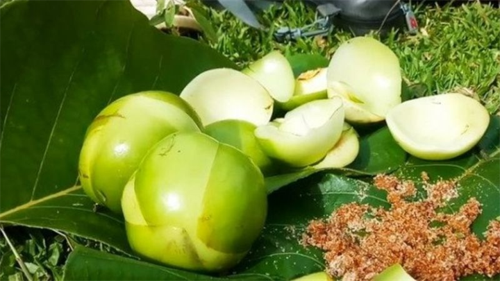 Cấu tạo của quả sổ rất đặc biệt và không giống các loại trái cây thông thường. Ảnh: Tạp chí Việt Nam hương sắc