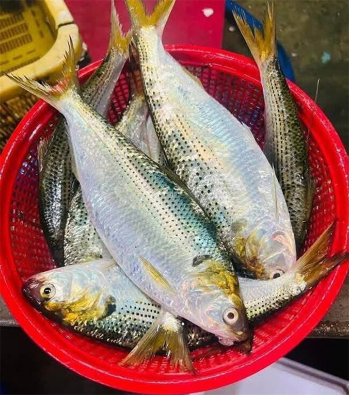 Cá mòi có thân thon dài, dẹp hai bên, thường dài khoảng 15-25cm. Ảnh: Phụ nữ & Pháp luật