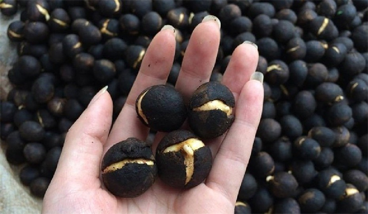 Quả đen có phần nhân béo bùi, thơm ngậy và vị ngọt dịu. Ảnh: Tri thức & Cuộc sống