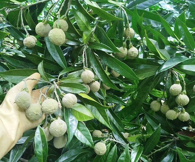 Quả đen là một trong những loại đặc sản vùng Tây Bắc. Ảnh: Thời báo Văn học Nghệ thuật
