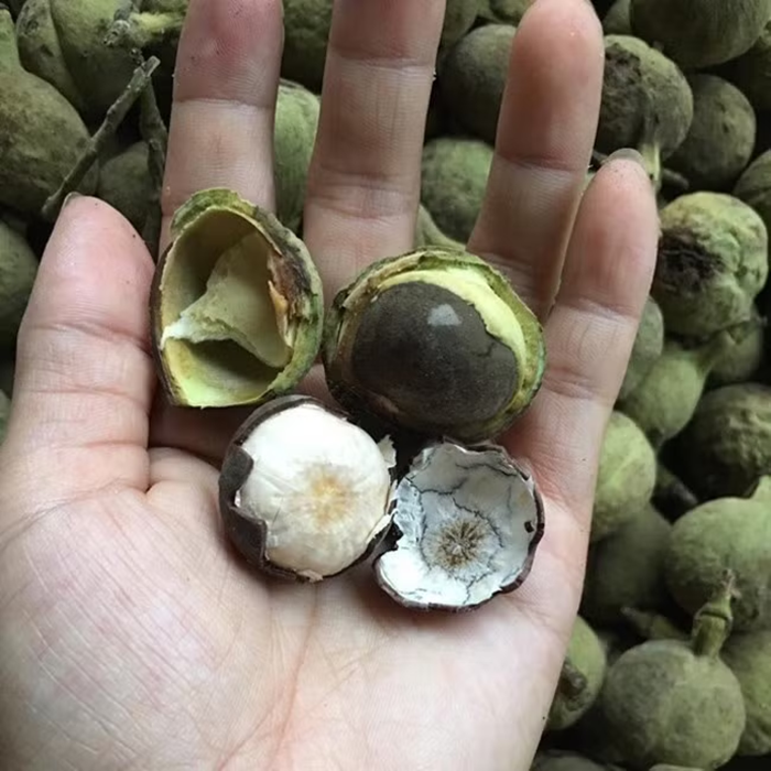 Mùa vụ của quả đen thường bắt đầu từ tháng 7 và kéo dài đến tháng 8. Ảnh: Tri thức & Cuộc sống