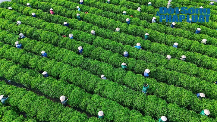 Lũy kế 9 tháng đầu năm 2026, giá trị xuất khẩu các mặt hàng nông sản đạt 29,28 tỷ USD, tăng 3,1%. Ảnh minh họa: Nguyễn Lâm