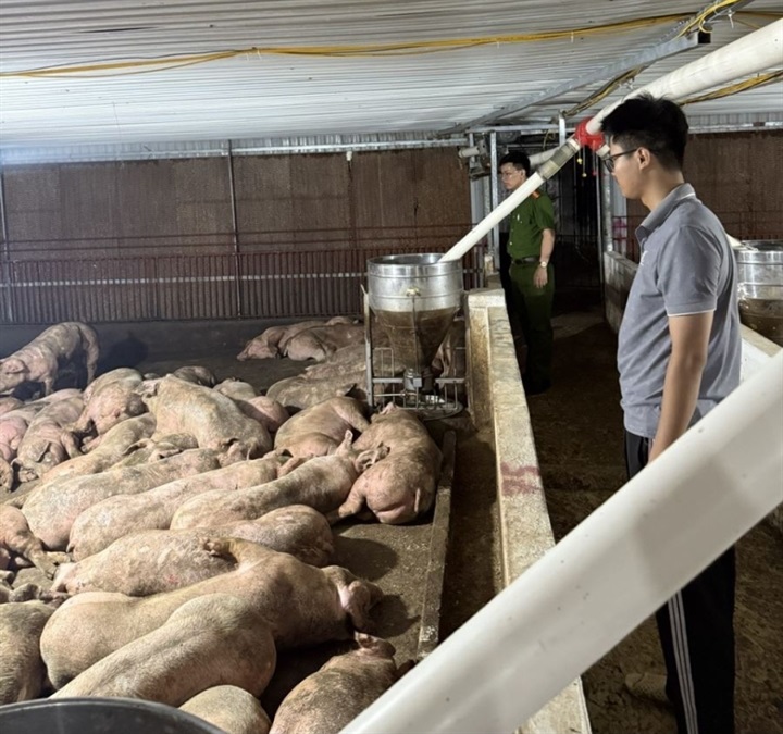 Lực lượng chức năng kiểm tra số lợn được vận chuyển qua địa bàn xã Tam Dương. Ảnh Công an tỉnh Phú Thọ.