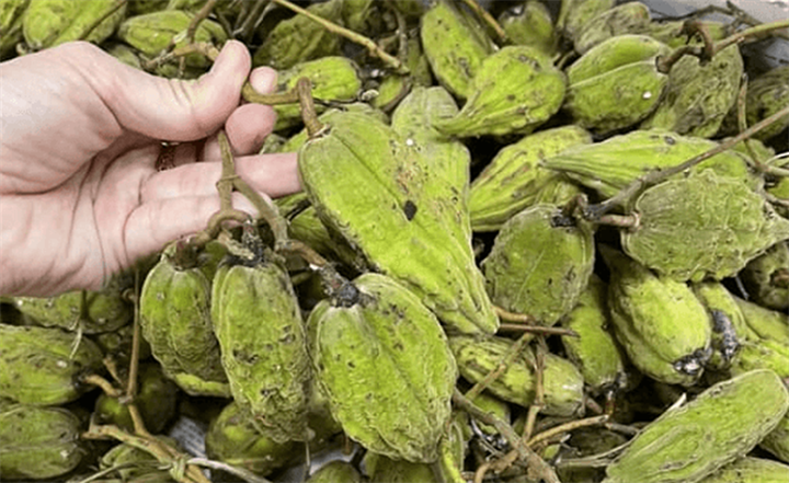 Khế rừng có vị chua gắt, xen chút chát nhưng lại được nhiều người săn tìm mỗi khi vào mùa. Ảnh: Kiến thức & Đầu tư
