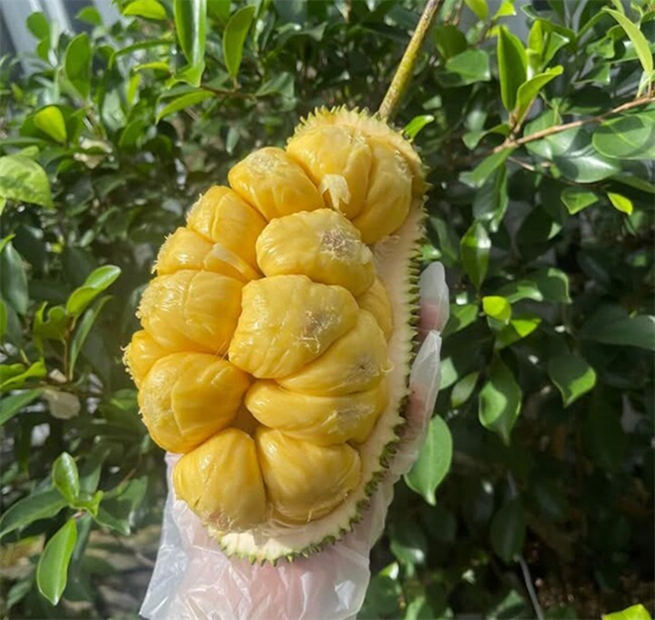 Điều khiến người ta vương vấn nhất ở mít tố nữ rặc chính là hương thơm đầy mê hoặc. Ảnh: Thời báo Văn học Nghệ thuật