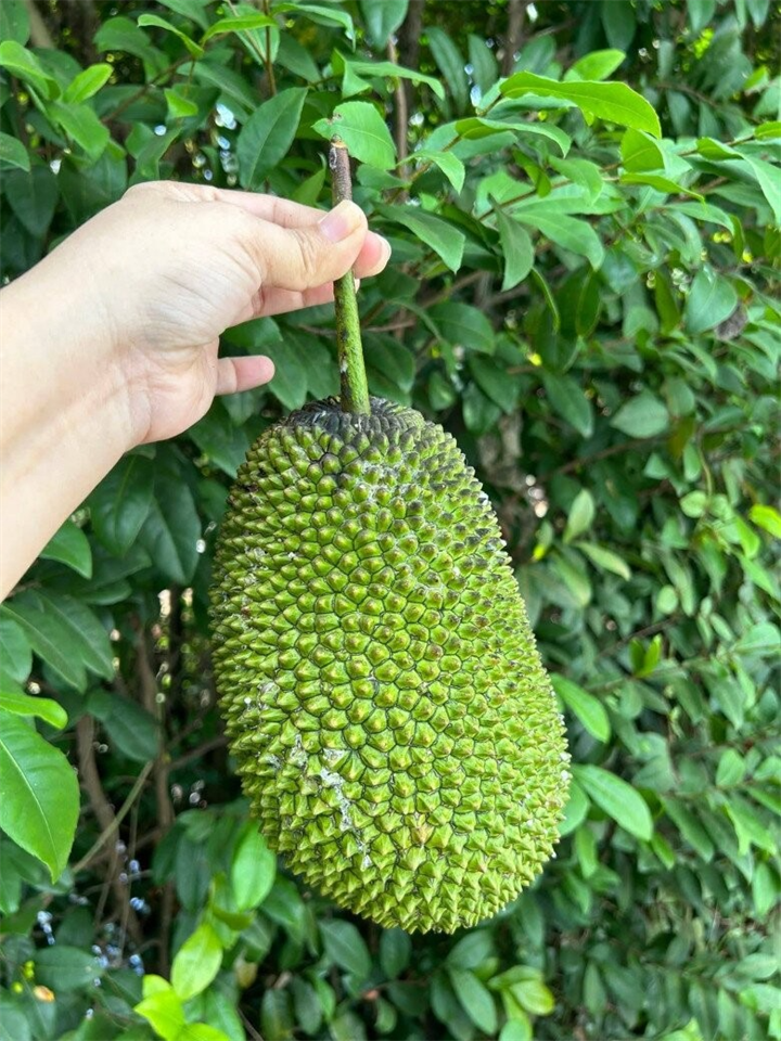 Mít tố nữ được nhiều người yêu thích. Ảnh: Phụ nữ & Pháp luật