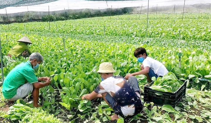 Mưa lớn liên tục khiến rau khó phát triển, sản lượng giảm đẩy giá tăng. Ảnh: Hoàng Hải/Dân trí
