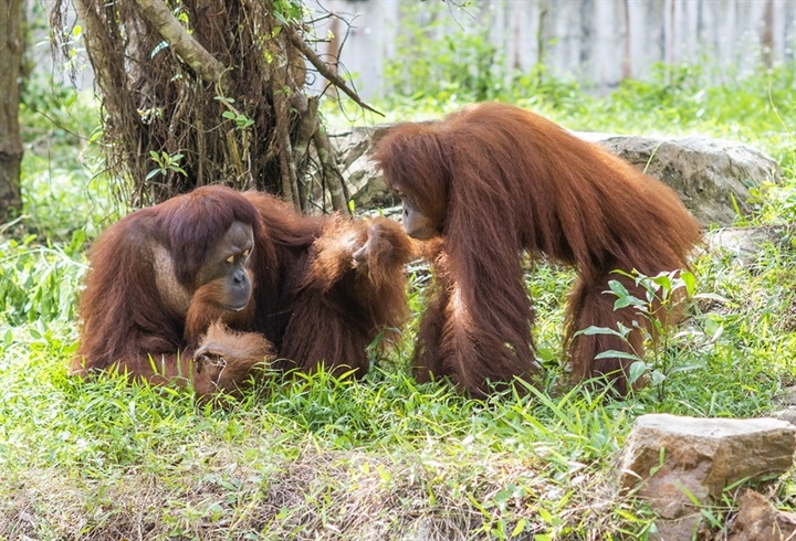 Từ hơn 4.000 cá thể đến mạng lưới bảo tồn quốc tế: Vinpearl Safari đã đi xa đến đâu sau hơn một thập kỷ? - 1
