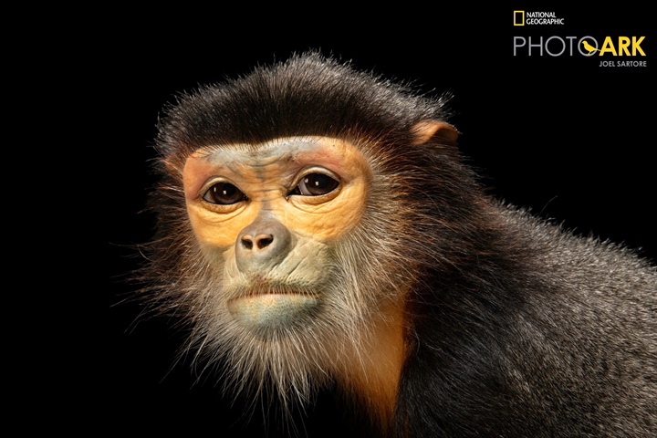 Chân dung các cư dân Vinpearl Safari qua ống kính của Joel Sartore. Nguồn ảnh Vingroup