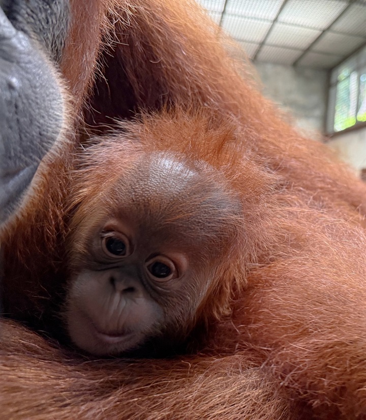 Chú đười ươi Sumatra ra đời vào tháng 7/2026 tại Vinpearl Safari. Nguồn ảnh Vingroup