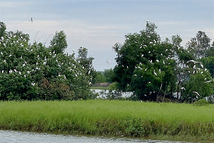 Đàn cò trú ngụ tại hồ Xuân Dương, xã Tân Châu (Ảnh: N. Hùng).