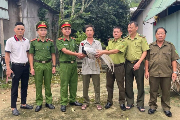 Ông Diệu bàn giao cá thể gà lôi trắng cho lực lượng chức năng. Ảnh: Dân Trí