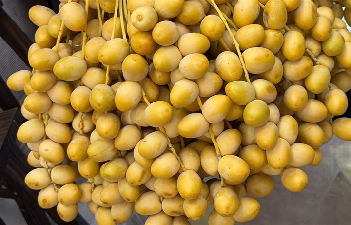 Quả chà là nổi tiếng với vị ngọt đậm, phần thịt dẻo mềm và hương thơm đặc trưng. Ảnh: VietNamnet
