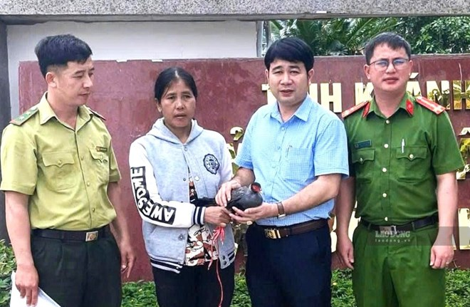 Người dân Khánh Hòa giao nộp gà lôi tía để thả về rừng. Ảnh: Công an xã Bác Ái Đông/Báo Lao động