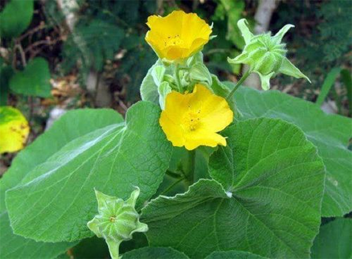 Sử dụng sản phẩm chứa thành phần chính cây cối xay giúp hỗ trợ cải thiện ù tai chóng mặt