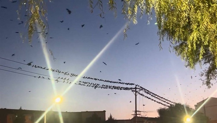 Hàng trăm con quạ đậu kín đường dây điện. Ảnh cắt từ clip: Newsflare