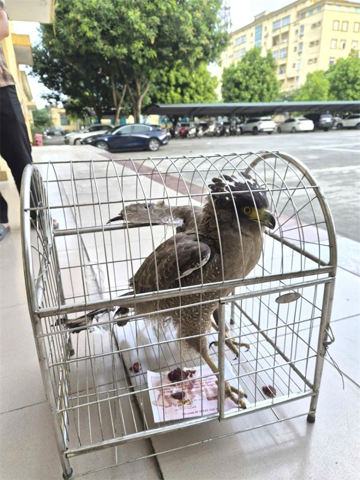Cá thể Diều hoa Miến Điện sở hữu bộ móng vuốt sắc nhọn để săn mồi. Ảnh: Cổng TTĐT Công an tỉnh Ninh Bình.