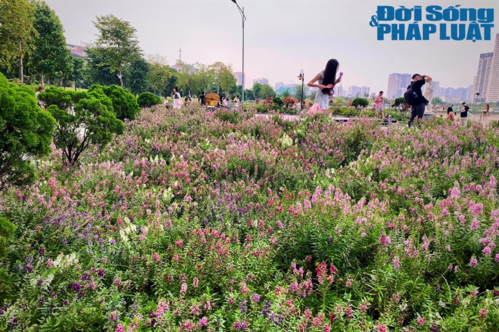 Giữa không gian rộng mở của Công viên An Hòa, thảm hoa violet Nhật nổi bật với sắc tím, tạo nên điểm nhấn khác biệt cho cảnh quan. Những luống hoa góp phần làm mềm mại không gian vốn được bao phủ bởi cây xanh và mặt nước.