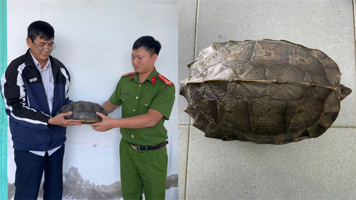 Công an phường Chi Lăng tiếp nhận cá thể rùa đất lớn do người dân tự nguyện giao nộp. Ảnh: Công an tỉnh An Giang
